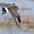 Breeding plumage in flight. Note: black and white tail and pale gray face.