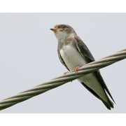 Juvenile. Note: slender tail and yellow gape. Juvenile. Note: slender tail and yellow gape.