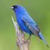 Male Male