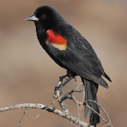 Male Male