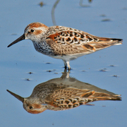 Breeding plumage. Note: rufous cap and cheek patch. Breeding plumage. Note: rufous cap and cheek patch.