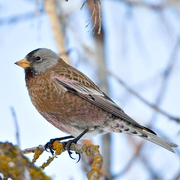 Winter plumage. Note: yellow bill.