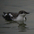 Note dark nape and eye crescents (Marbled Murrelet has a white nape and no eyering).