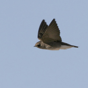 In flight. Note: square tail, plain brown upperparts and dusky breast fading to a white belly.