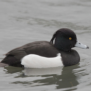 Male. Note: long tuft, and black back contrasting with pure, white flanks