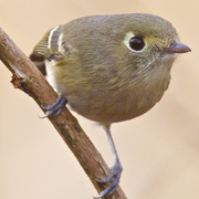 Separated from Ruby-crowned Kinglet by dark legs, thicker and slightly hooked bill, nearly complete eye-ring (only broken on top, kinglets is broken on top and bottom). Kinglets are constantly moving: Hutton's Vireos are more lethargic.
